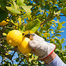 Fruit Picking Work Gloves